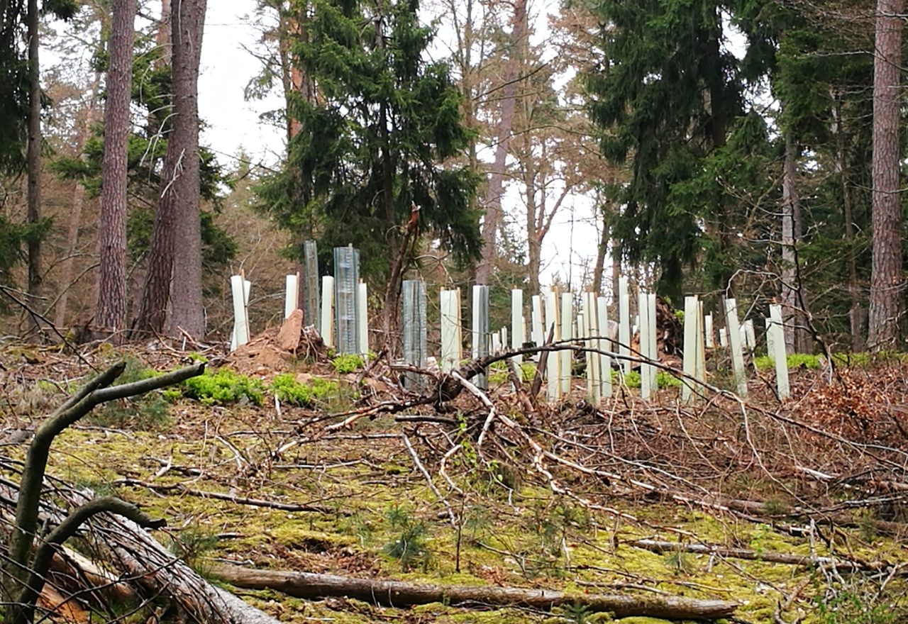 Action C1 : Restauration De Corridors écologiques En Milieu Forestier ...