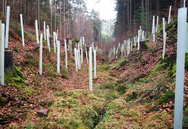 Action C1 : Restauration De Corridors écologiques En Milieu Forestier ...