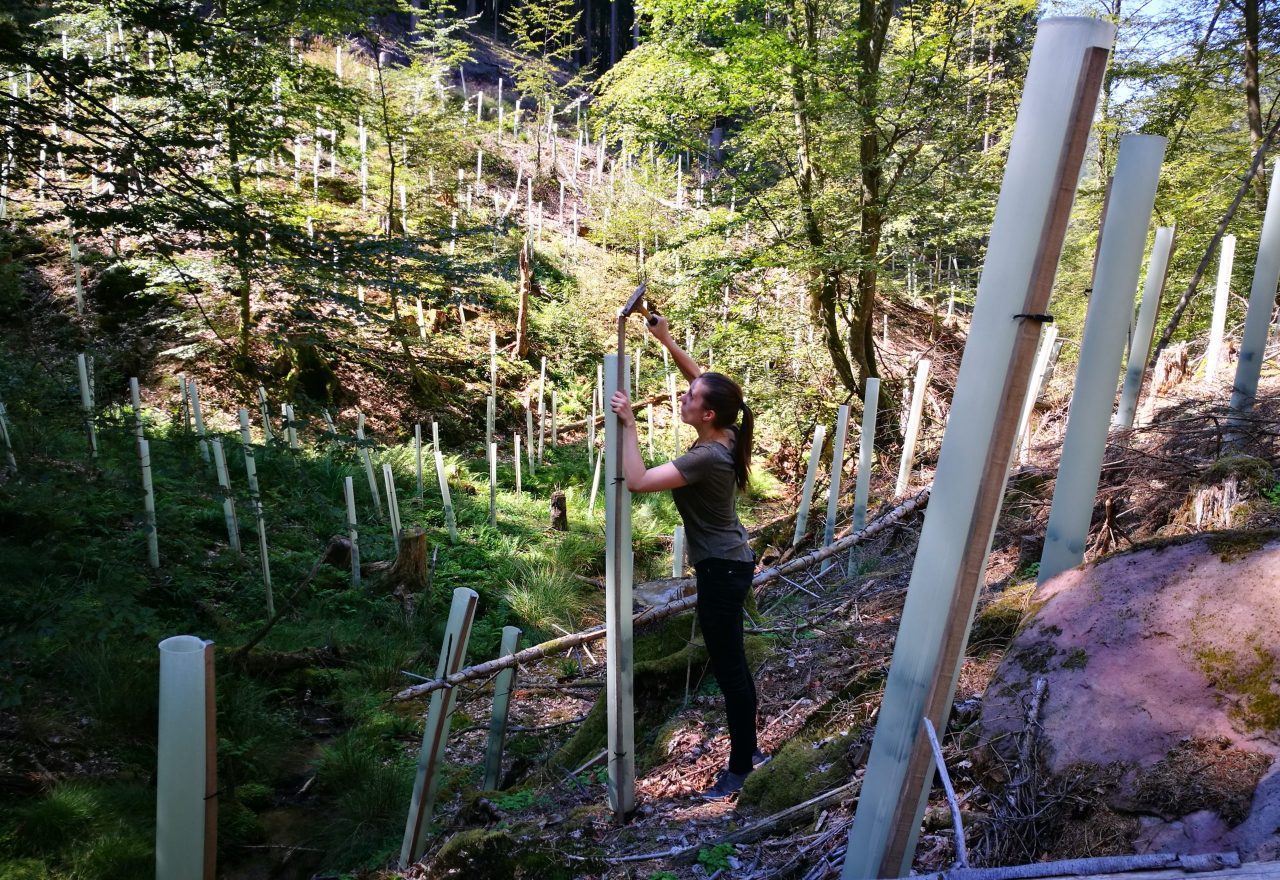 Action C1 : Restauration De Corridors écologiques En Milieu Forestier ...